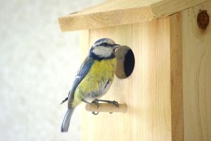 Le guide complet des nichoirs à mésanges