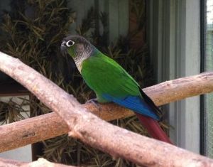 Les problèmes liés à la reproduction chez la conure molinae