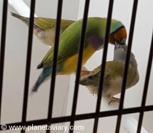 Partie 4 - Elevage du diamant de gould