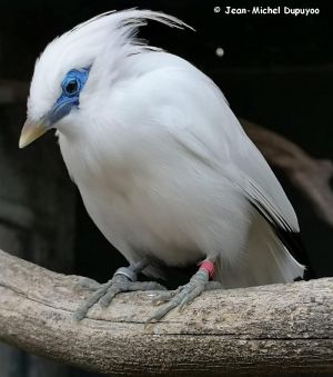 Mésange charbonnière avec robinet d&#039;eau