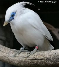 Mésange charbonnière avec robinet d&#039;eau