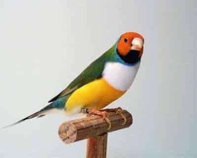 DIAMANT DE GOULD L Oisillon La Boutique Oiseaux diamant-de-gould-l-oisillon-la-boutique-oiseaux