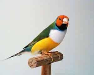 DIAMANT DE GOULD