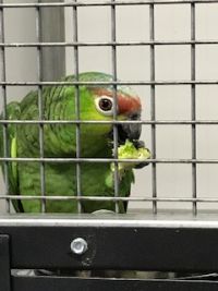 Qu&#039;est-ce que mange un perroquet ?