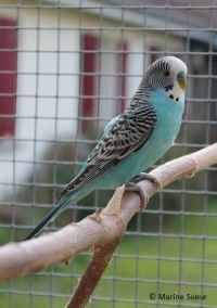 LES MUTATIONS DE LA PERRUCHE ONDULÉE