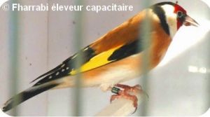 LE CHARDONNERET PARVA