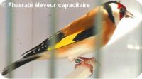LE CHARDONNERET PARVA