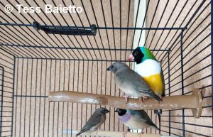 Ma passion pour le diamant de Gould