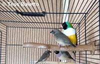 Ma passion pour le diamant de Gould