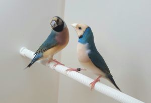 couple de gould bleus