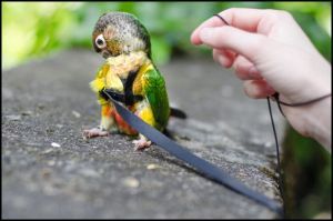 Quel est le meilleur harnais pour mon perroquet ?