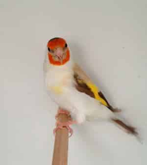 LE CHARDONNERET ELEGANT