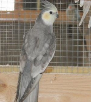 perruche calopsitte