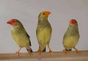 DIAMANT A QUEUE ROUSSE OU DIAMANT RUFICAUDA