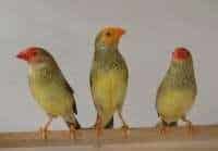 DIAMANT A QUEUE ROUSSE OU DIAMANT RUFICAUDA