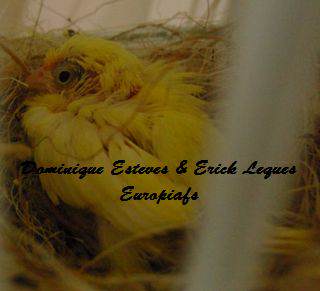 jeune canari au nid jeune canari au nid