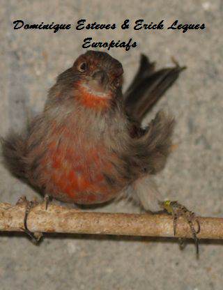 Femelle Canaris bronze Femelle Canaris bronze