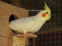 12 male opaline