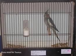 35 perruches calopsittes cage exposition