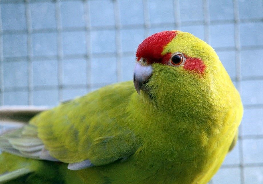 Femelle kakariki front rouge