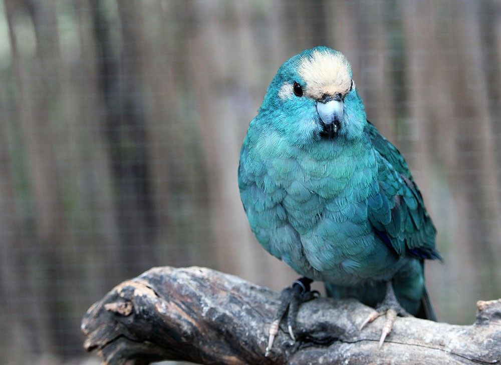 Mâle Kakariki à Front Rouge Panaché Dominant Turquoise Mâle Kakariki à Front Rouge Panaché Dominant Turquoise