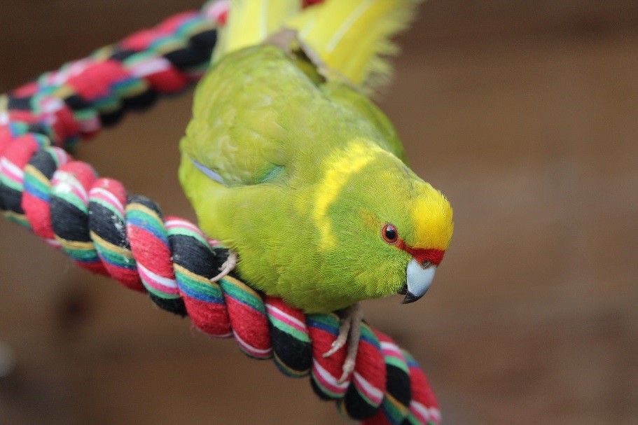 Mâle Kakariki à Front Jaune Panaché Dominant Cinnamon Mâle kakariki front jaune cinnamon