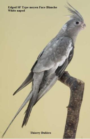Perruche Calopsitte EDGED gris double facteur Perruche Calopsitte EDGED gris double facteur