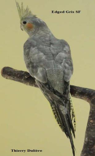 Mutations Perruche Calopsitte EDGED Simple Facteur Mutations Perruche Calopsitte EDGED gris Simple Facteur