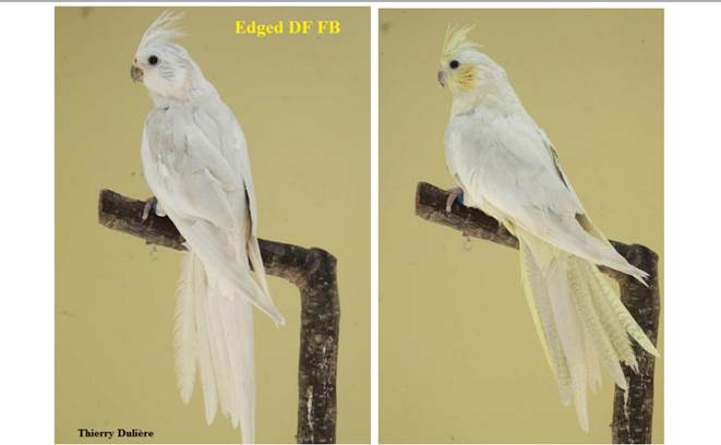 Mutations Perruche Calopsitte EDGED SF DF