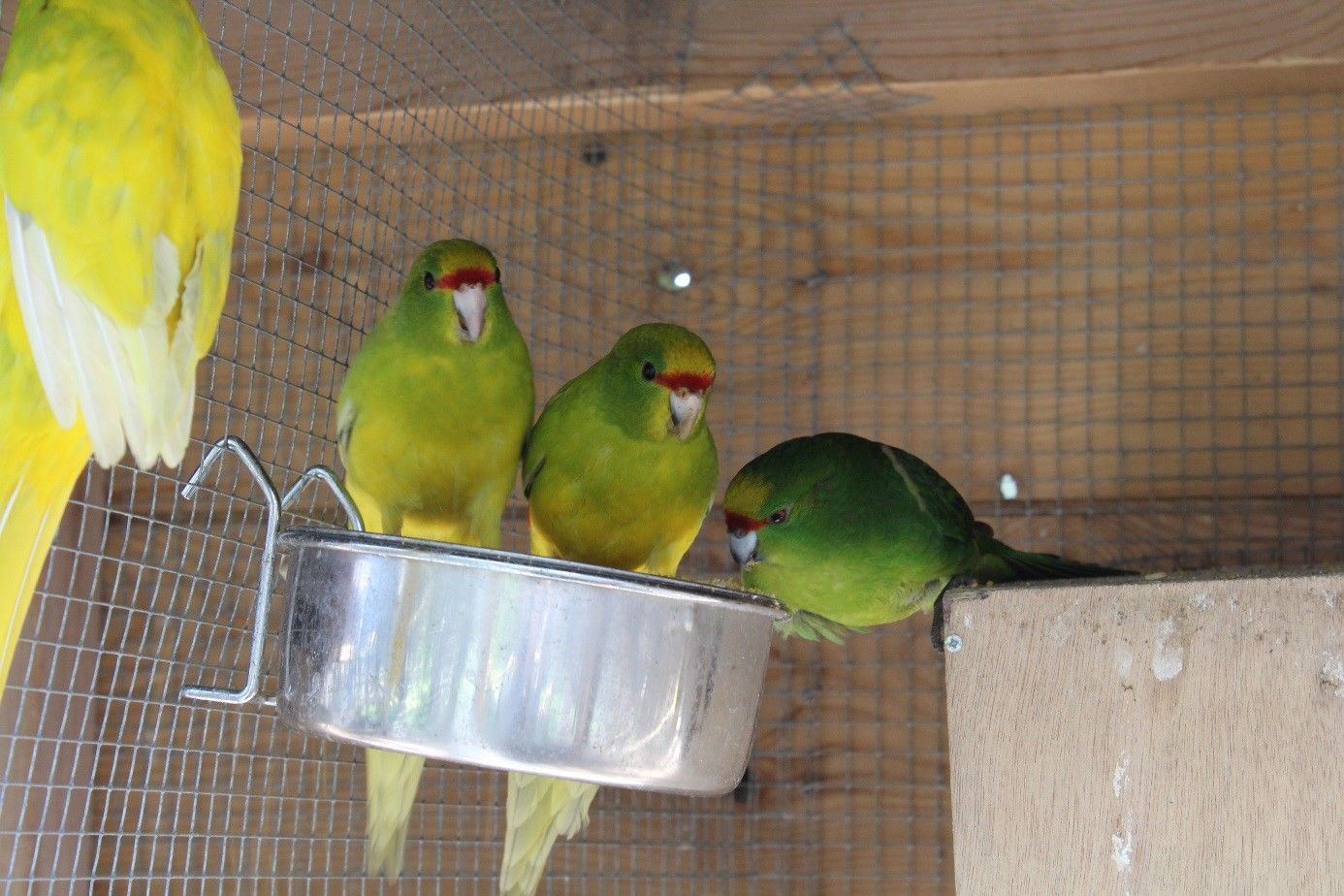 Jeunes Kakariki à Front Jaune alimentation kakariki