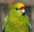 icone kakariki 1