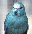 icone kakariki 4