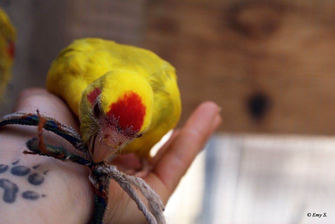 Jeune Mâle Kakariki à Front Rouge Panaché Récessif Fallow jeune male kakariki