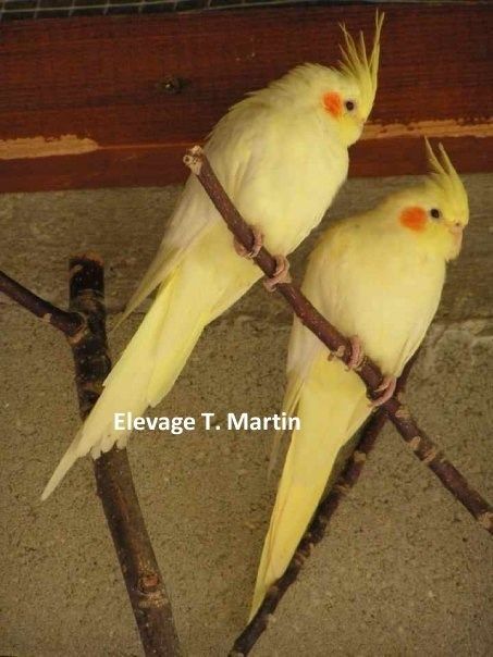 perruche calopsitte couple opaline ino perruche calopsitte couple opaline ino