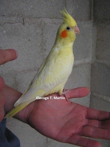 perruche calopsitte juvenile opaline ino femelle