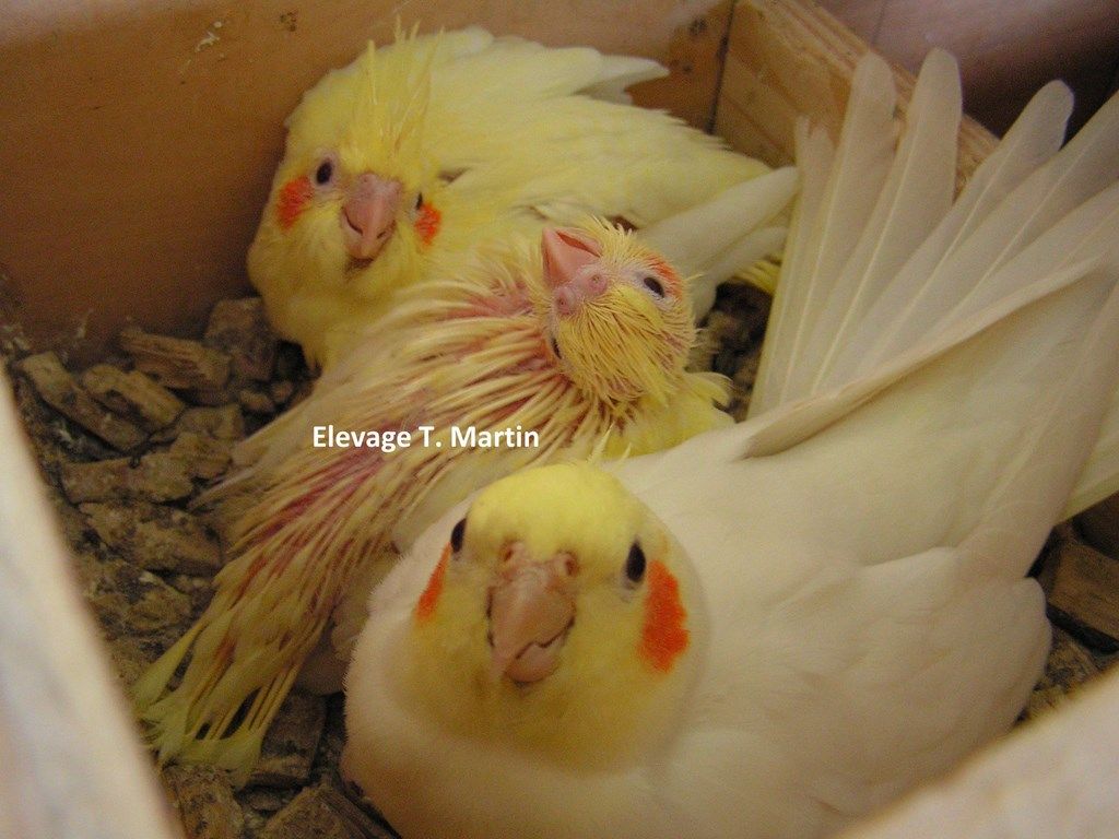 perruche calopsitte male et juveniles opaline lutino