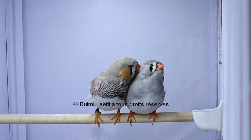 Couple diamant Mandarin sur perchoir Couple diamant Mandarin perchoir LR 3
