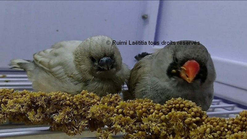 Jeunes mandarins mangent millet Jeunes mandarins mangent millet LR 1