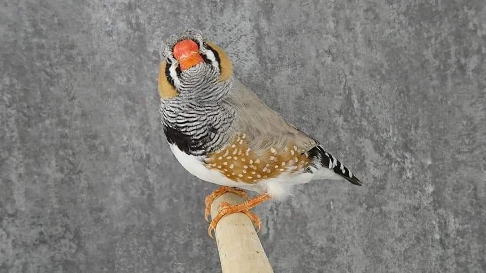 Mutation Mandarin dos pale gris mâle Mutation Mandarin dos pale gris male LR 5