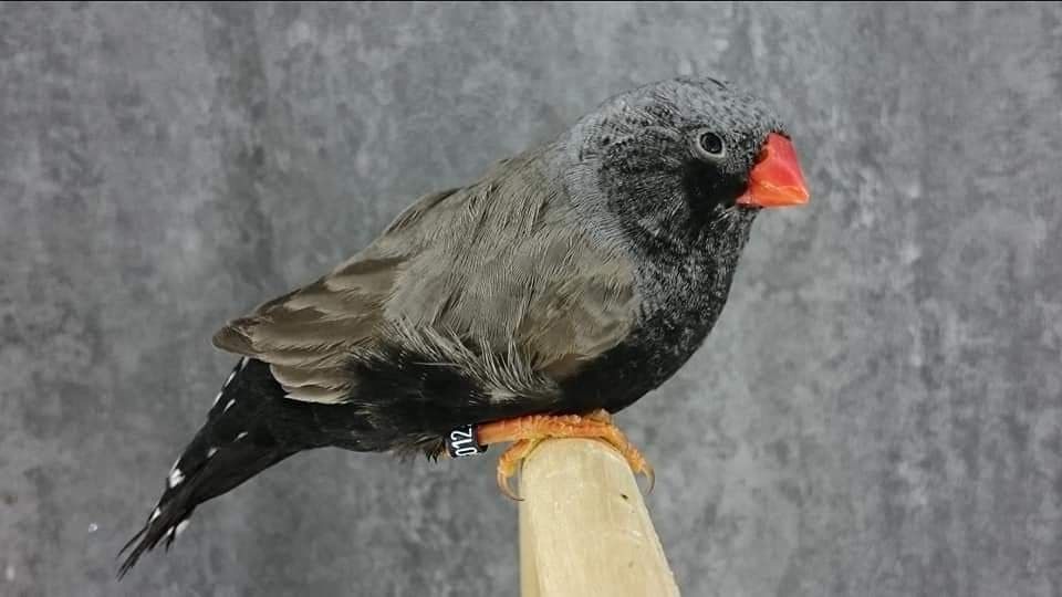 Mutation Mandarin eumo gris joues noires Mutation Mandarin eumo gris joues noires LR 13