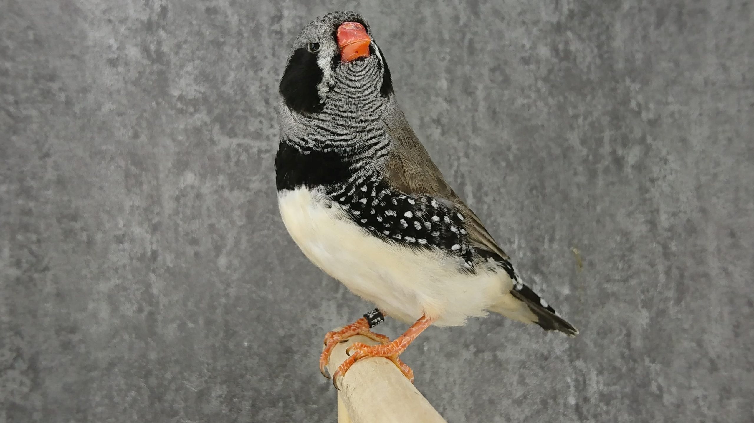 Mutation Mandarin gris joues noires mâle Mutation Mandarin gris joues noires mâle LR 7