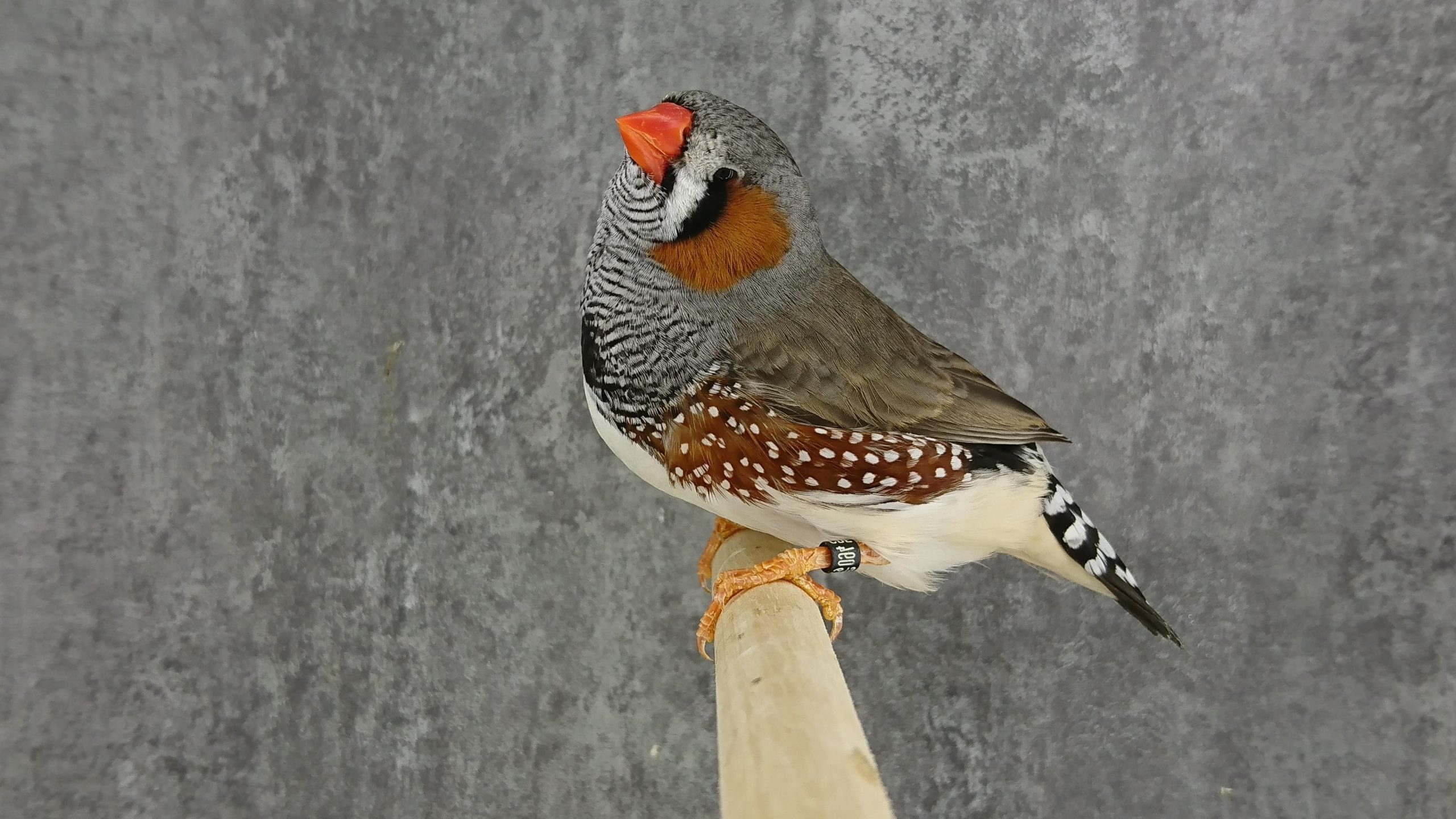 Mutation Mandarin gris mâle Mutation Mandarin gris mâle LR 4