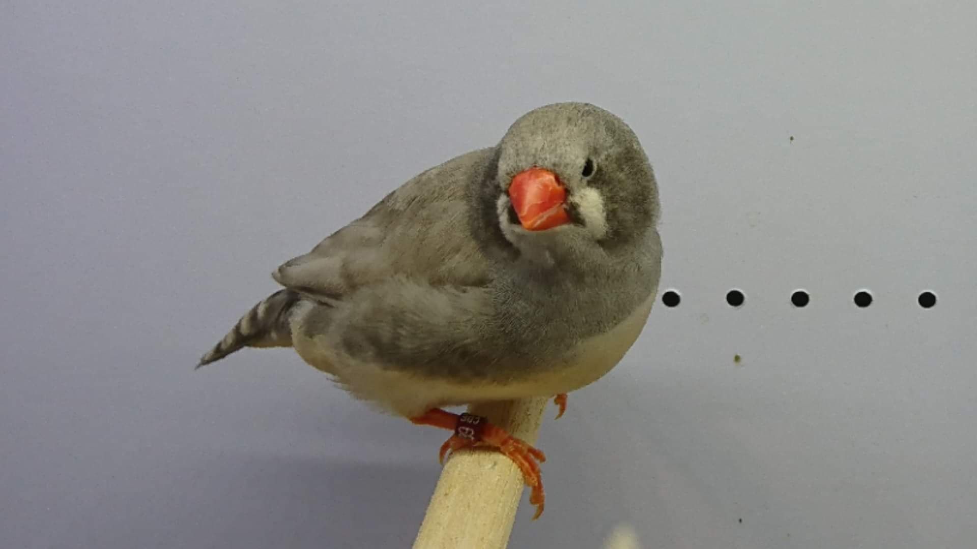 Mutation Mandarin pastelle gris joues noires femelle Mutation Mandarin pastelle gris joues noires femelle LR 16