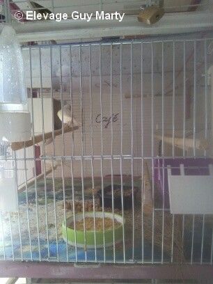 canaris malinois dans cage canaris malinois dans cage