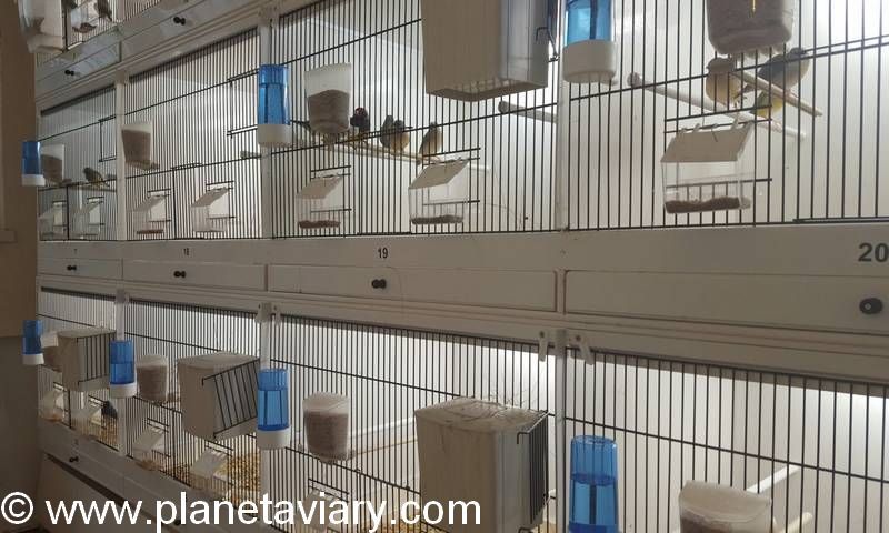 Couple Goulds dans cage d'élevage Partie 3 Reproduction Gould Couples en cage 4