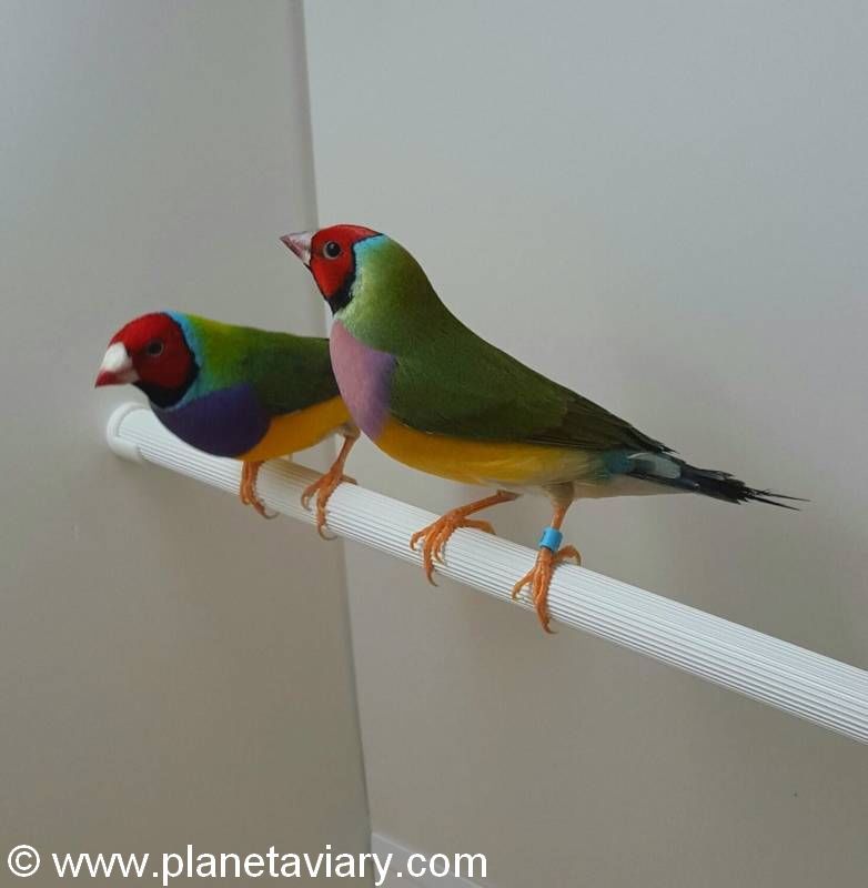 couple gould bons parents Partie 3 Reproduction Gould couple têtes rouges 13
