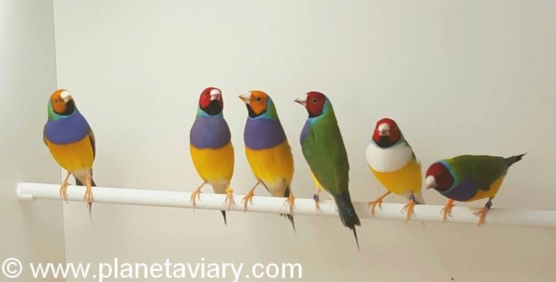 usual suspects gould Partie 3 Reproduction Gould groupes mâles 14
