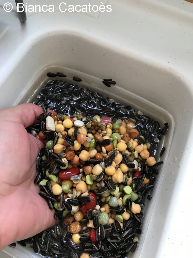 1 Alimentation Graines trempées bac