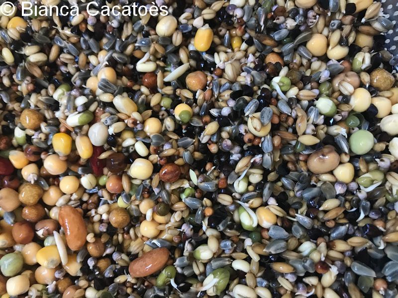 1 Alimentation graines germées perroquets