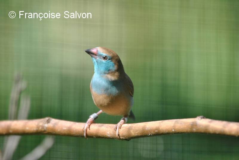 Cordon bleu joues rouge femelle Cordon bleu joues rouge femelle 3